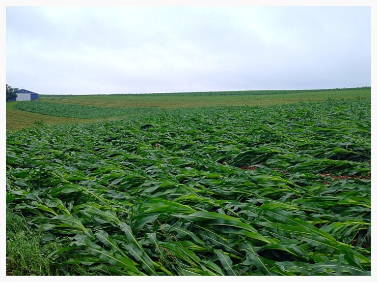 Down corn near Montfort, WI